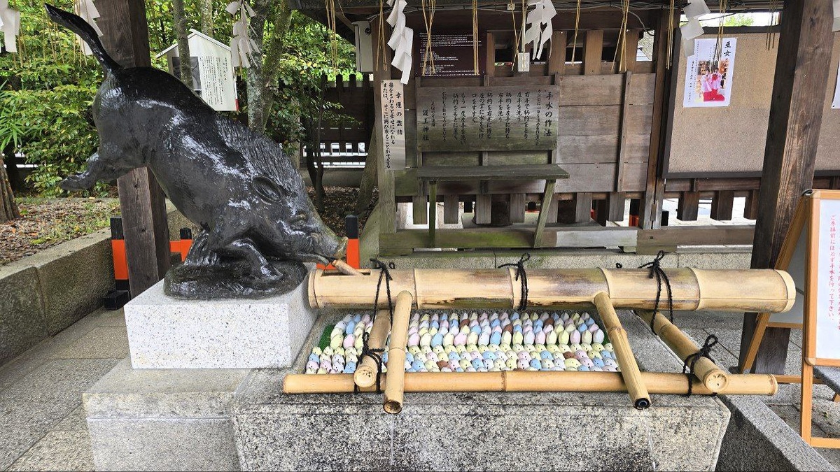 Богатая коллекция кабанов