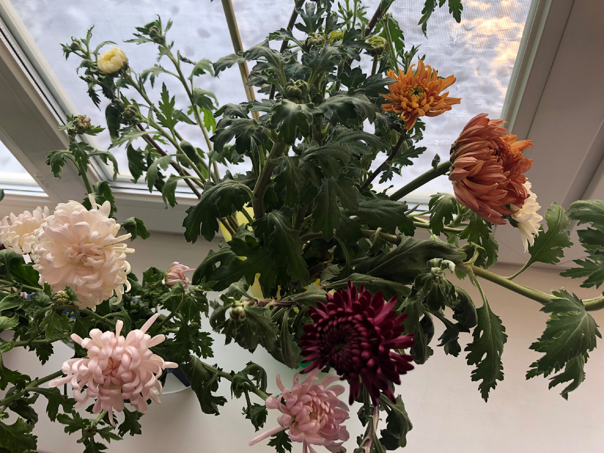 26 ноября 2022 года. Хризантемы росли в теплице и все равно только расцветают. Листайте галерею