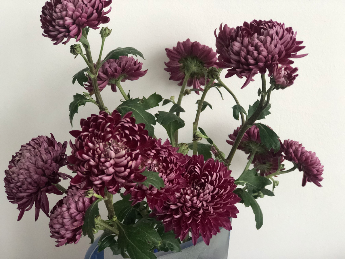 Хризантема «Бигоди Purple» 26 декабря 2024г.