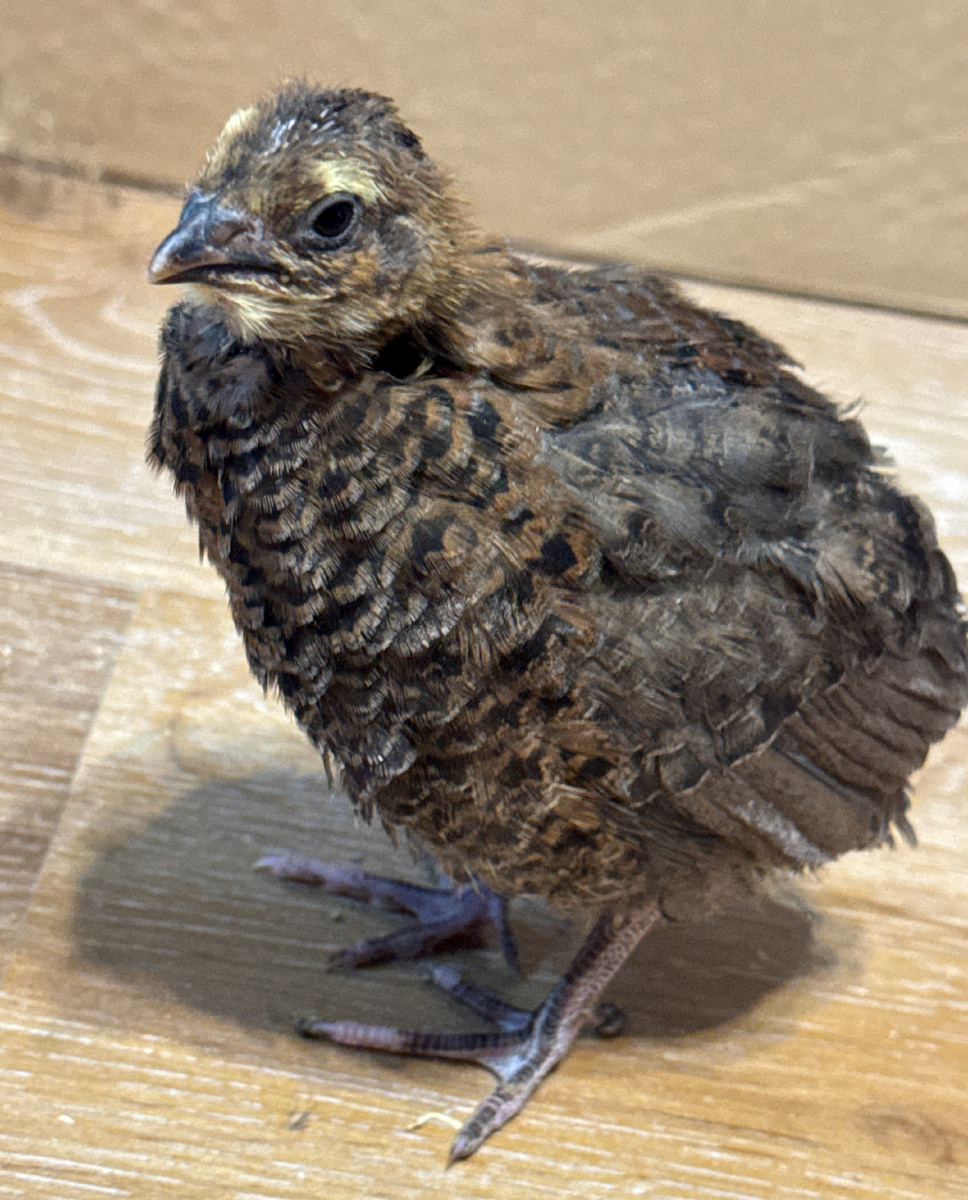 Перепел породы Селадон. Фото автора.