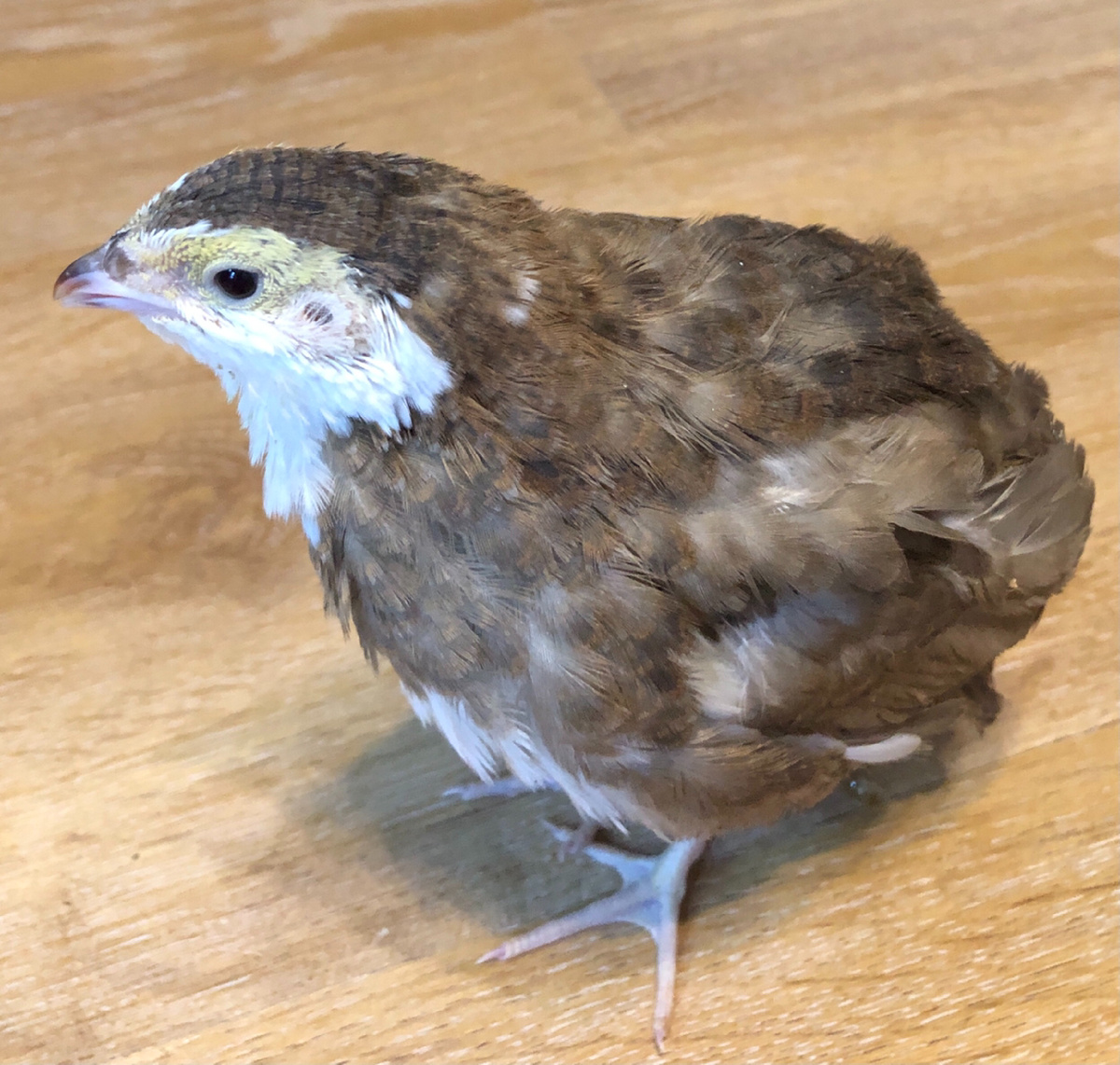 Перепел породы Селадон. Фото автора. 