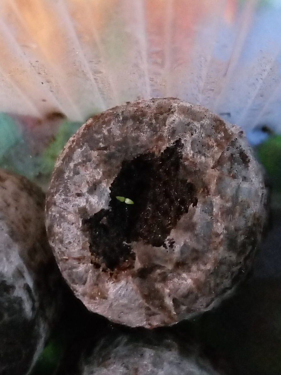 Это уже целая инфузория, но она и посажена на десять дней раньше остальных