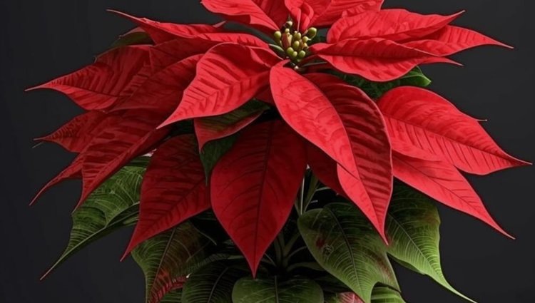   Пуансеттия и уход в домашних условиях после магазина