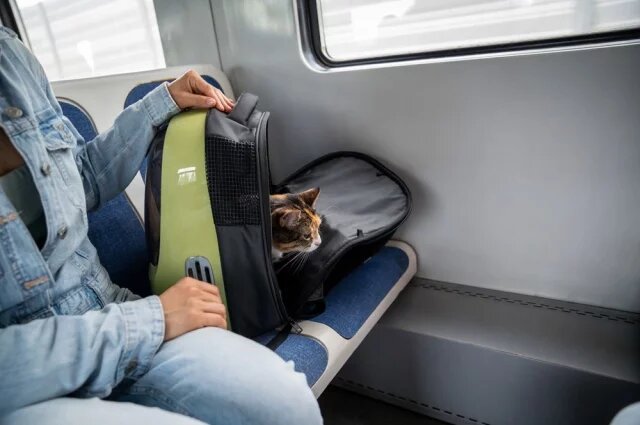    Как изменятся правила перевозки животных в поездах с 1 января 2025 года?