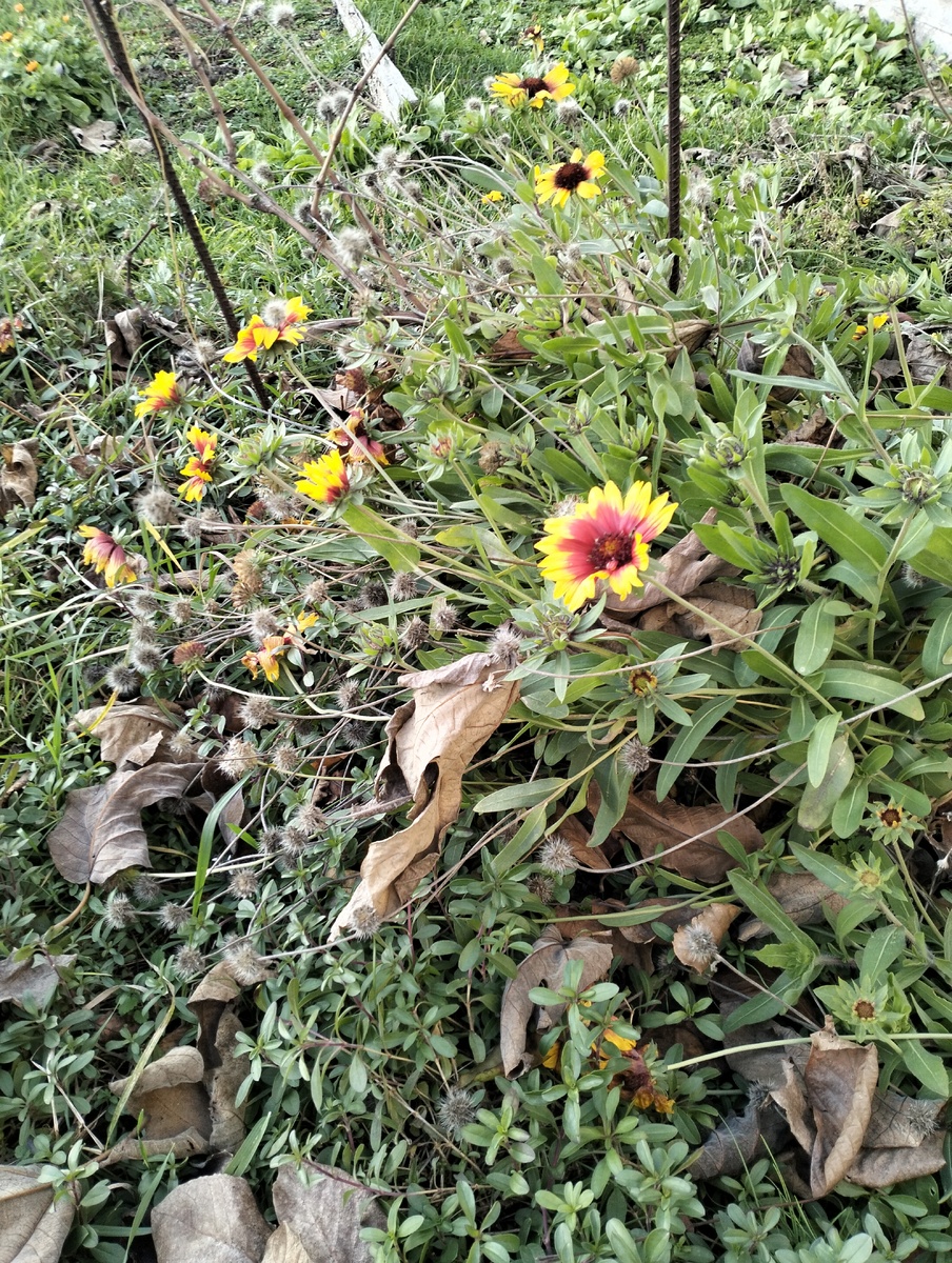 До сих пор цветет гайлардия