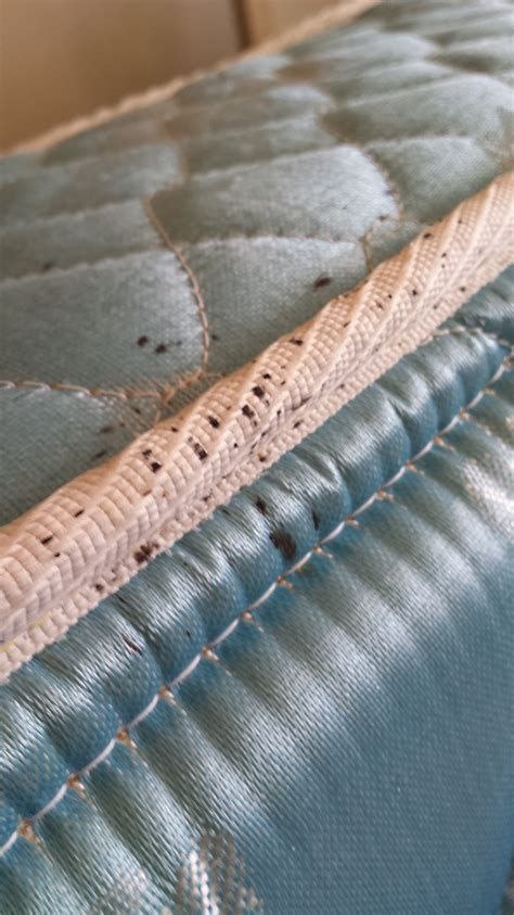 Уничтожение клопов в Бутово