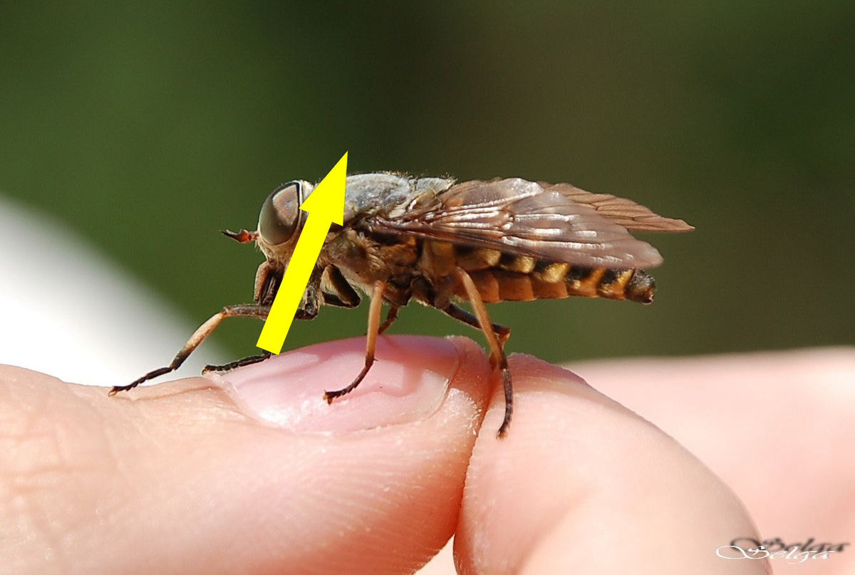    Почему бабушки использовали деготь и что нужно знать об овода