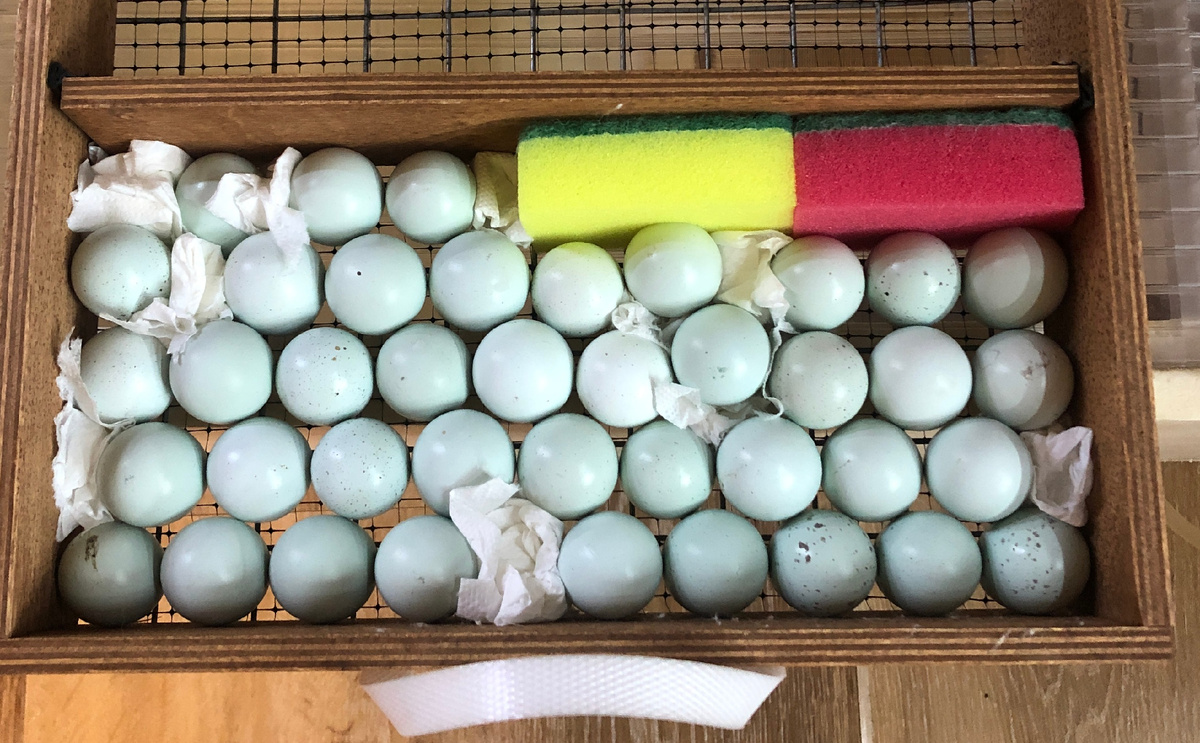 Яйца перепелов породы Селадон. Фото автора.