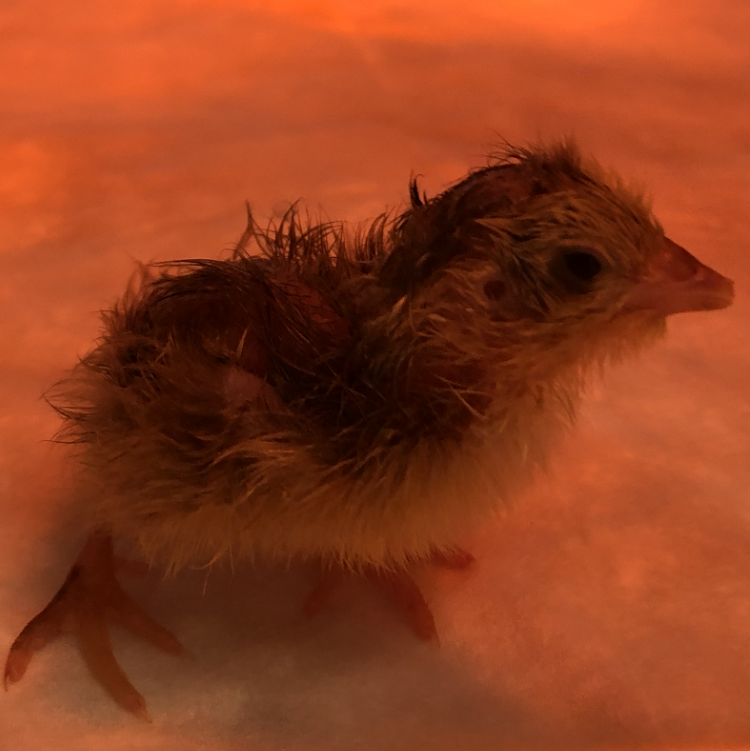 Птенец 1 суточный. Фото автора