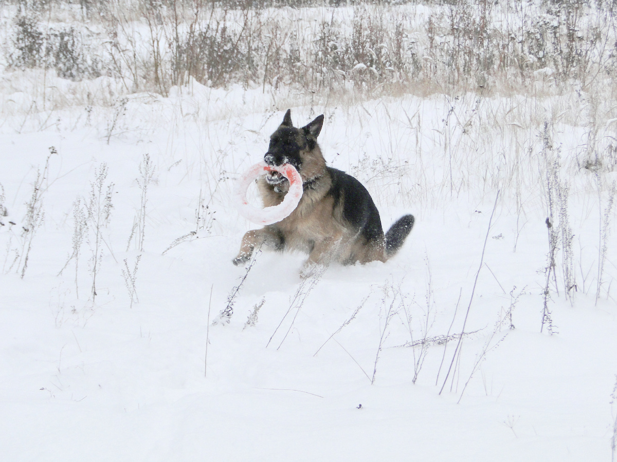 Гуляем с Асгертом, фото автора. 