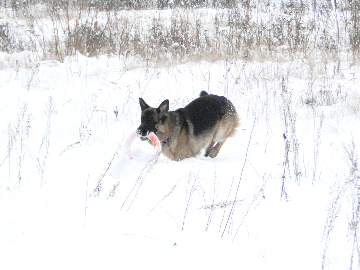 Гуляем с Асгертом, фото автора. 