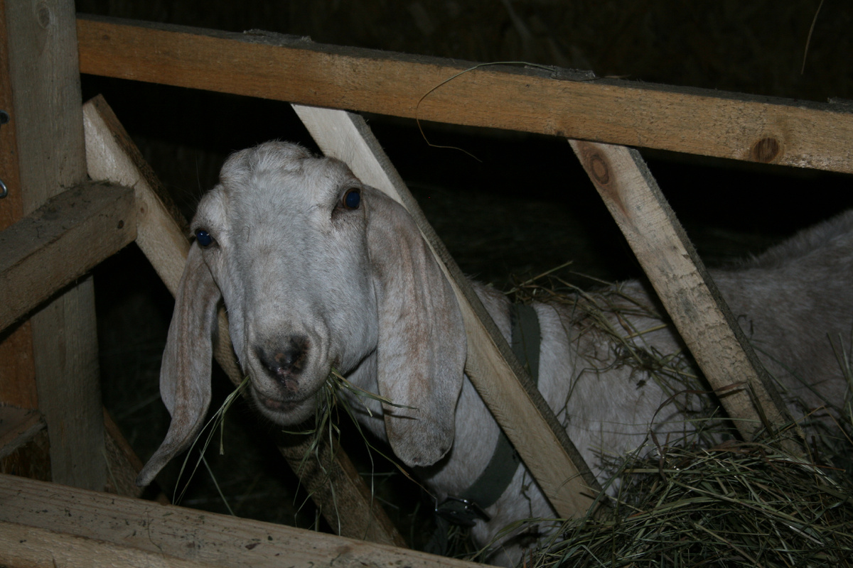 Её Величество Юляша I