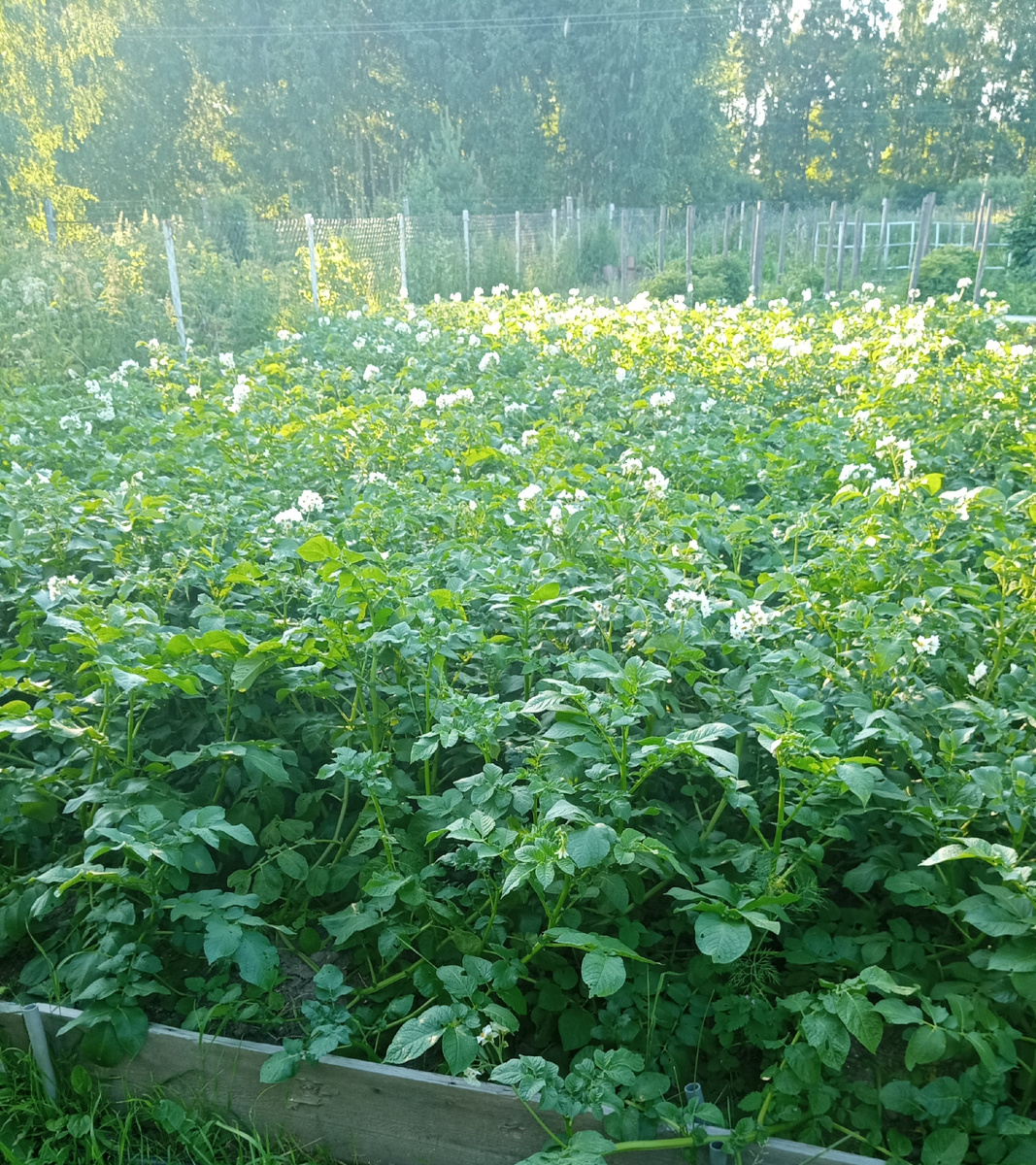  фото сделано23 июня.