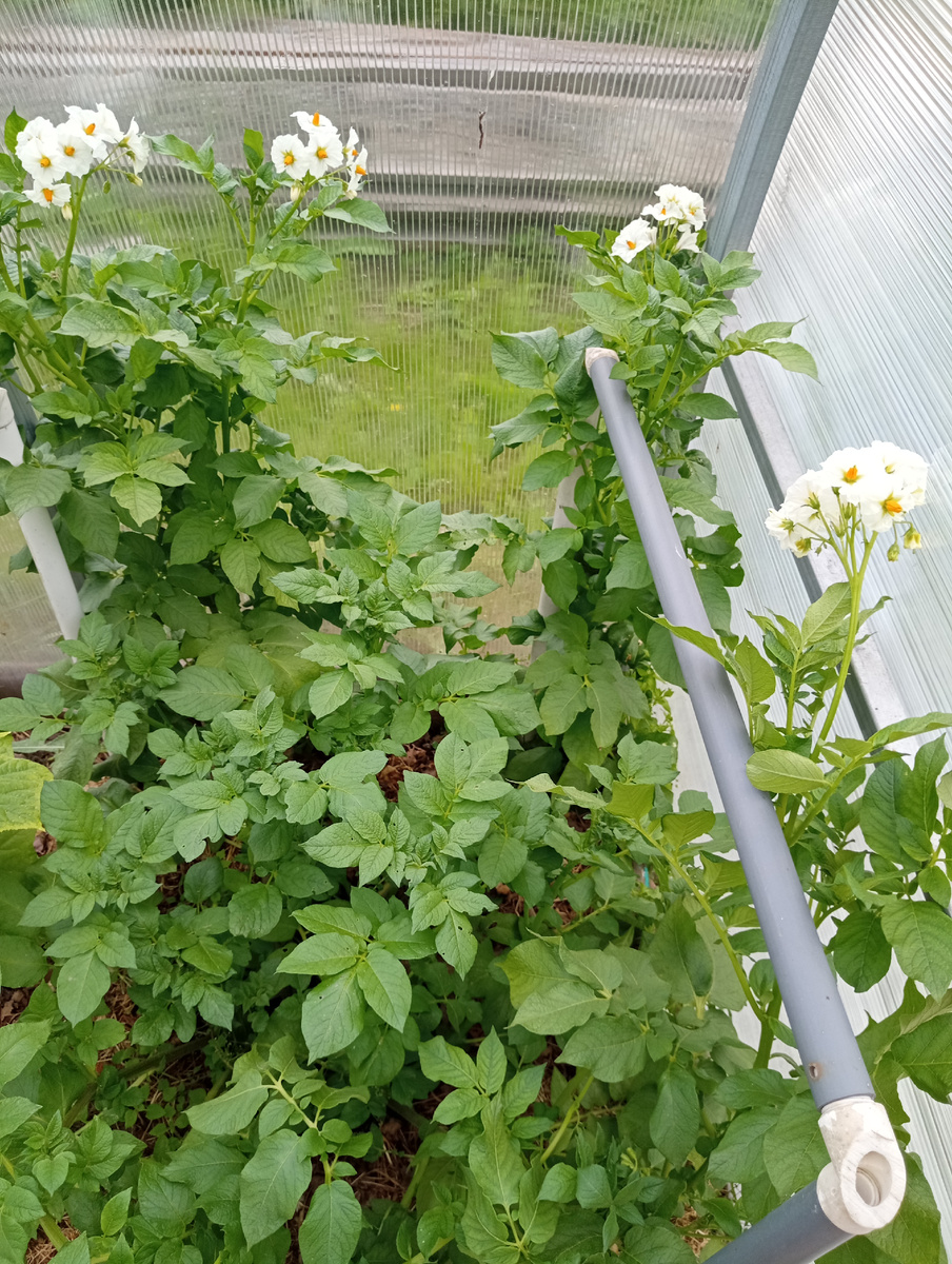 фото сделано 5 июня