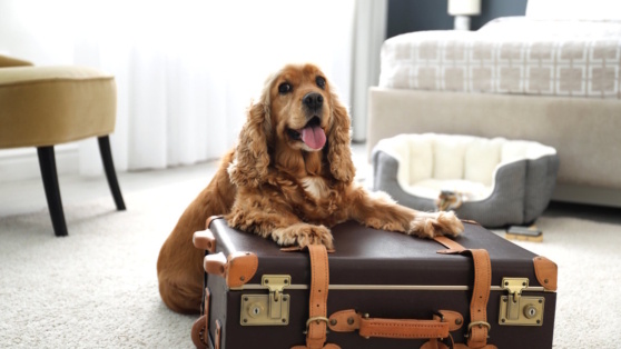    Как выбрать отель для путешествия с собакой: советы кинолога Андрей Бурков