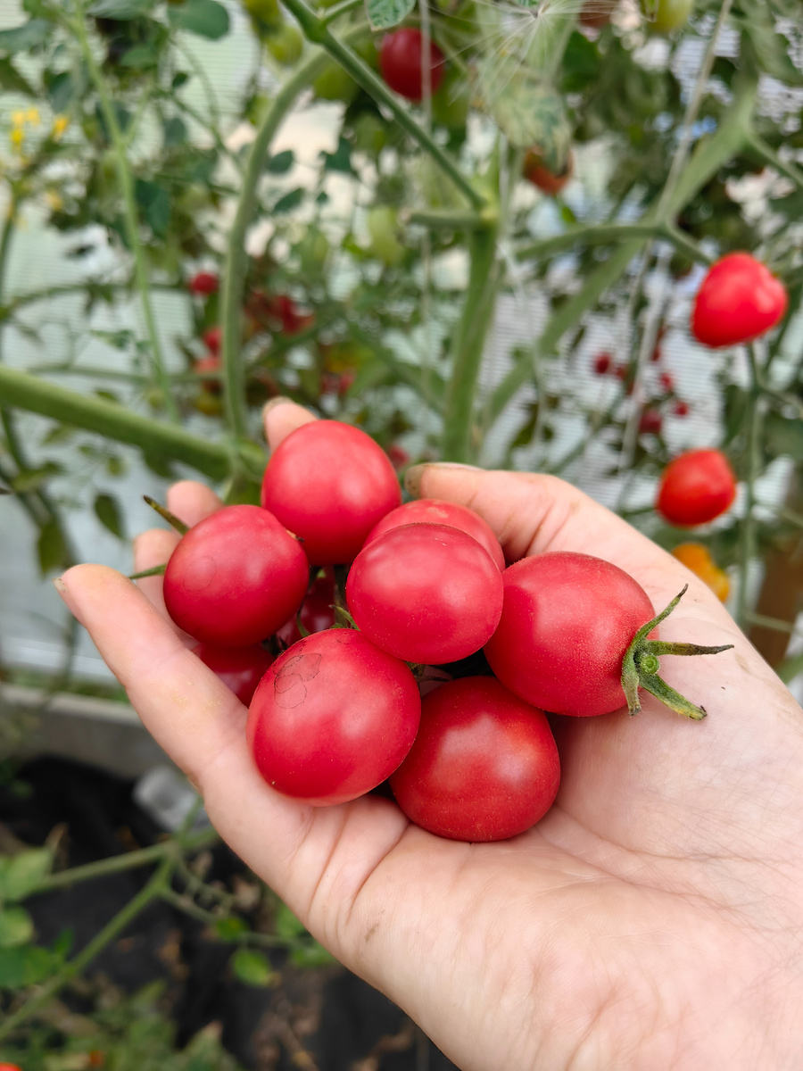 томат Гартен Фройде