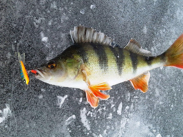 Фото: rybolov.org