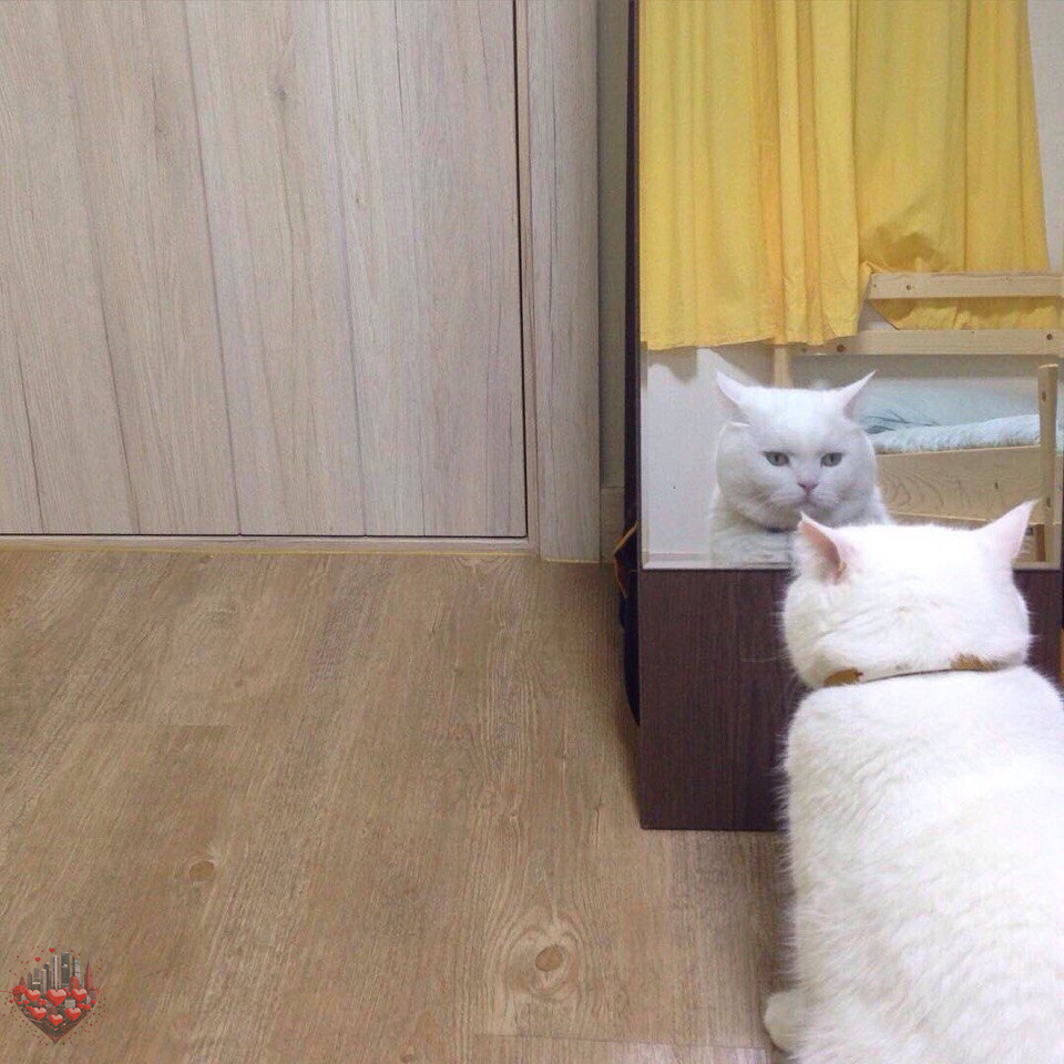 Котик тоже пытается понять, куда пропала радость