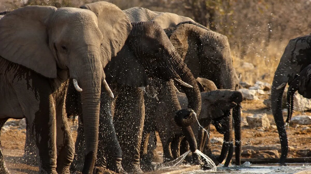 источник: etoshanationalpark.com.na