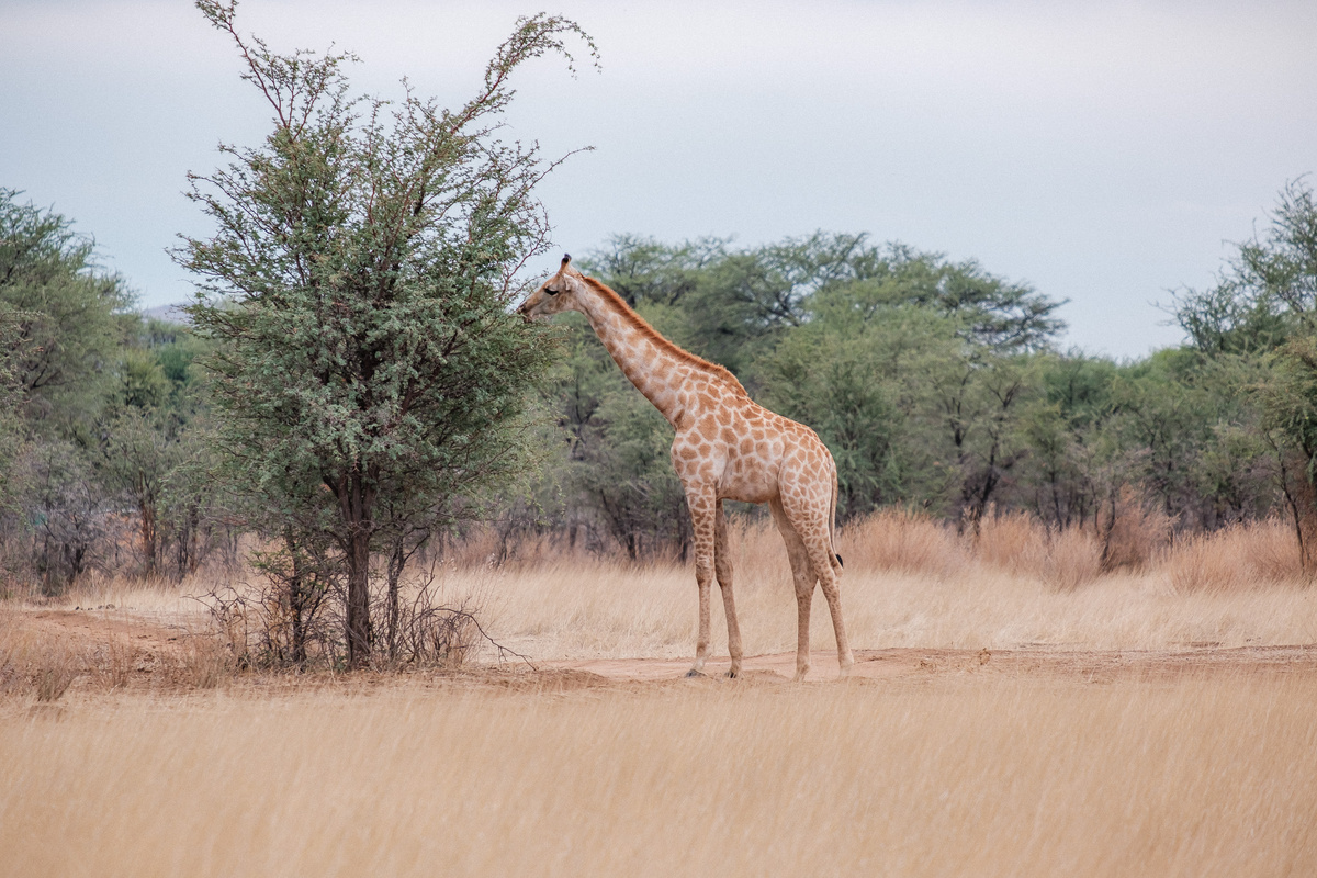 источник: Africa Brut