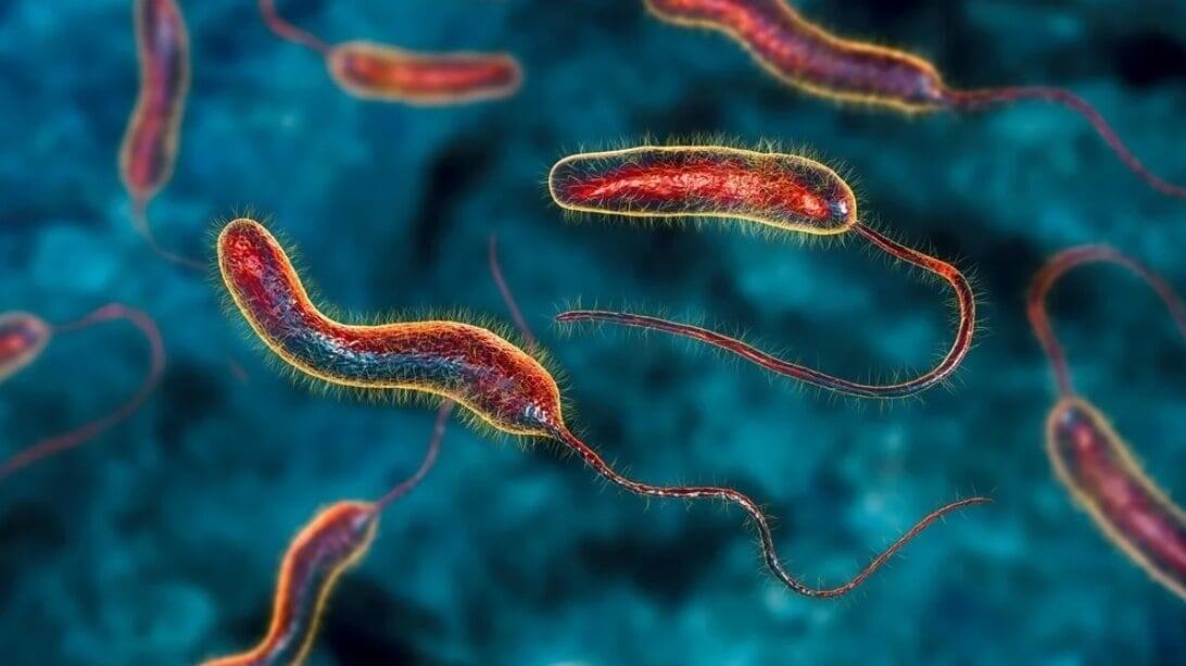    Бактерии Vibrio cholerae повреждают стенки кишечника белком, похожим на меч. Источник: news-medical.net