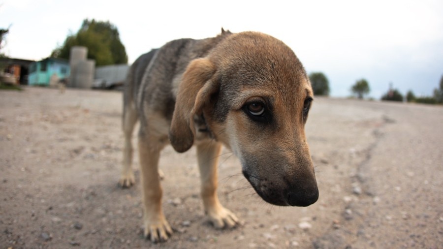 Мы в ответе за тех, кого приручили