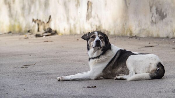    © РИА Новости Крым . Дмитрий Макеев