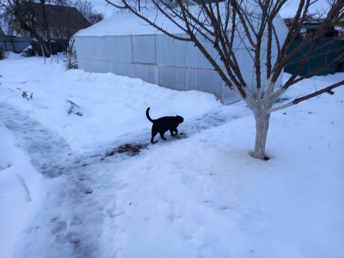 Прогулка Кусика по декабрьскому огороду