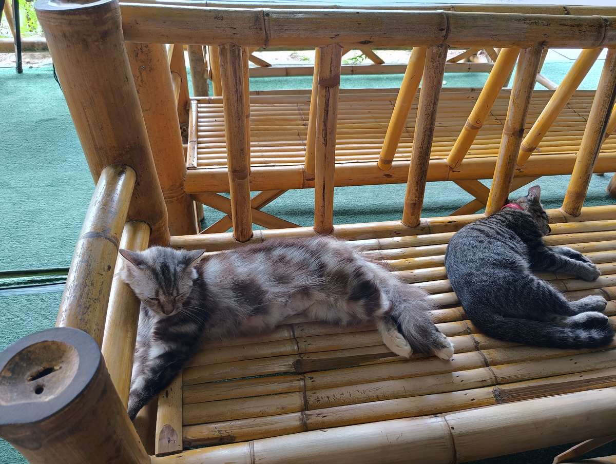 Кошки. Фото автора.