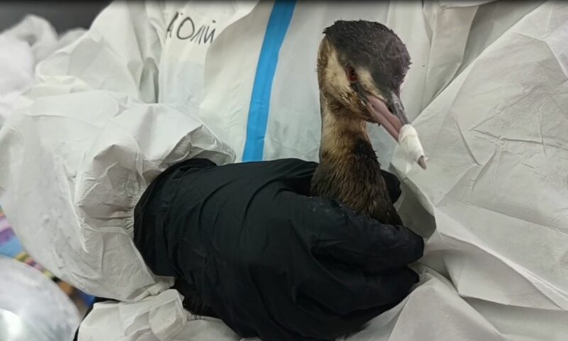    Скриншот видео t.me/opershtab23