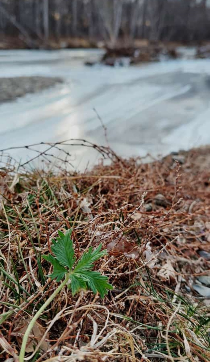 Трава и снег!