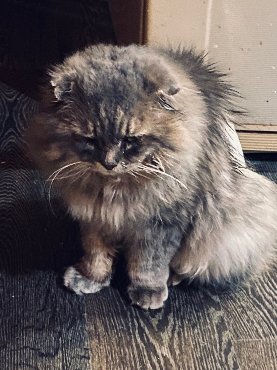 Хозяйка, творог ты мне дала, а усы кто мне мыть будет!