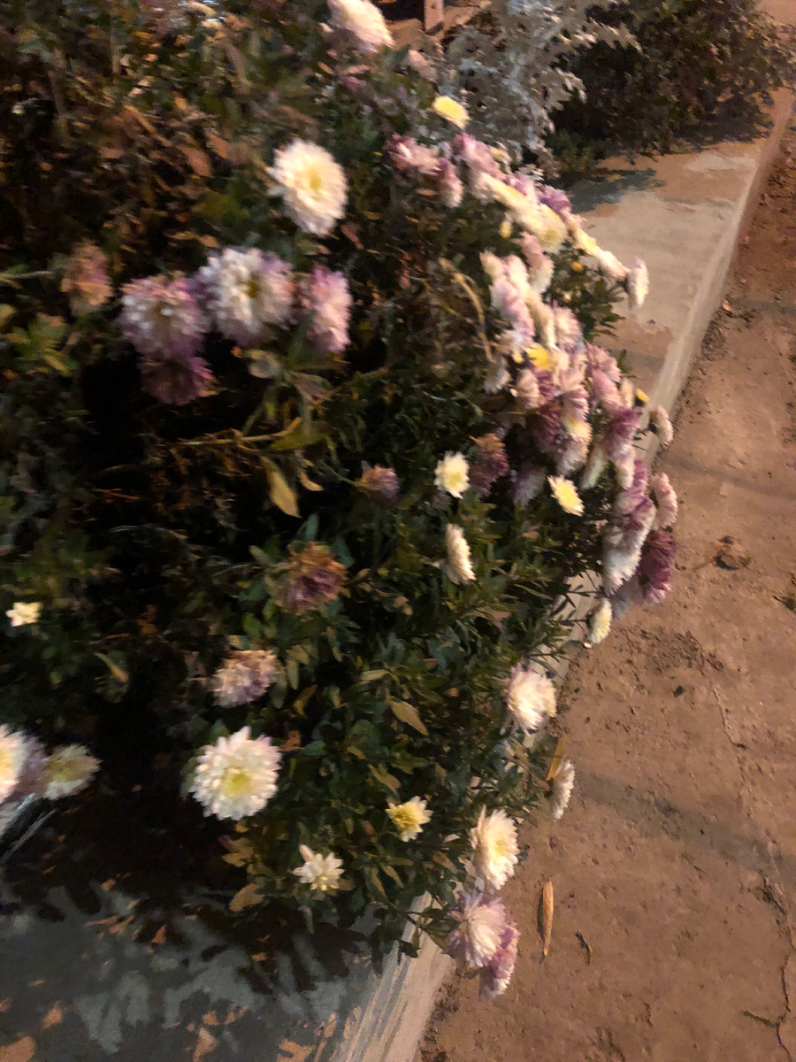 Разноцветные дубки, листай =>>>>