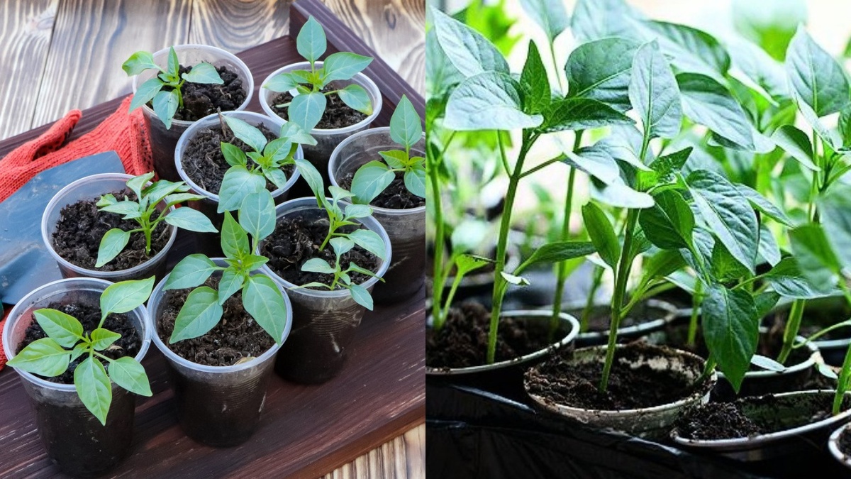 Вот что значит правильно рассчитать время посадки - крепкие перцы в начале мая