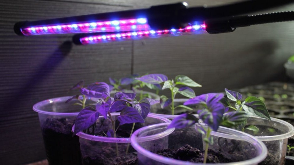 Правильное освещение в январе - половина успеха при выращивании рассады