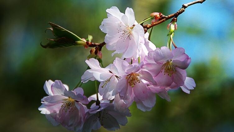     Фото: kheinz pixabay.com