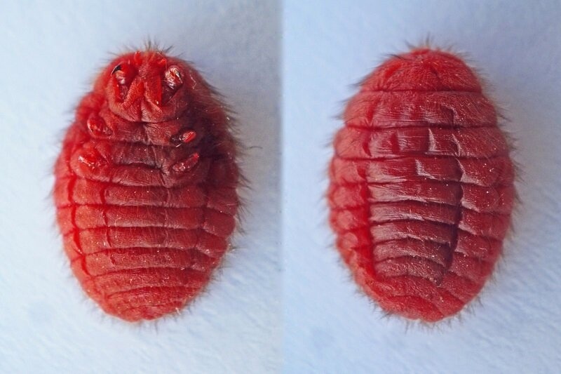 Кармины - как указывает производитель: "натуральный краситель красного цвета"