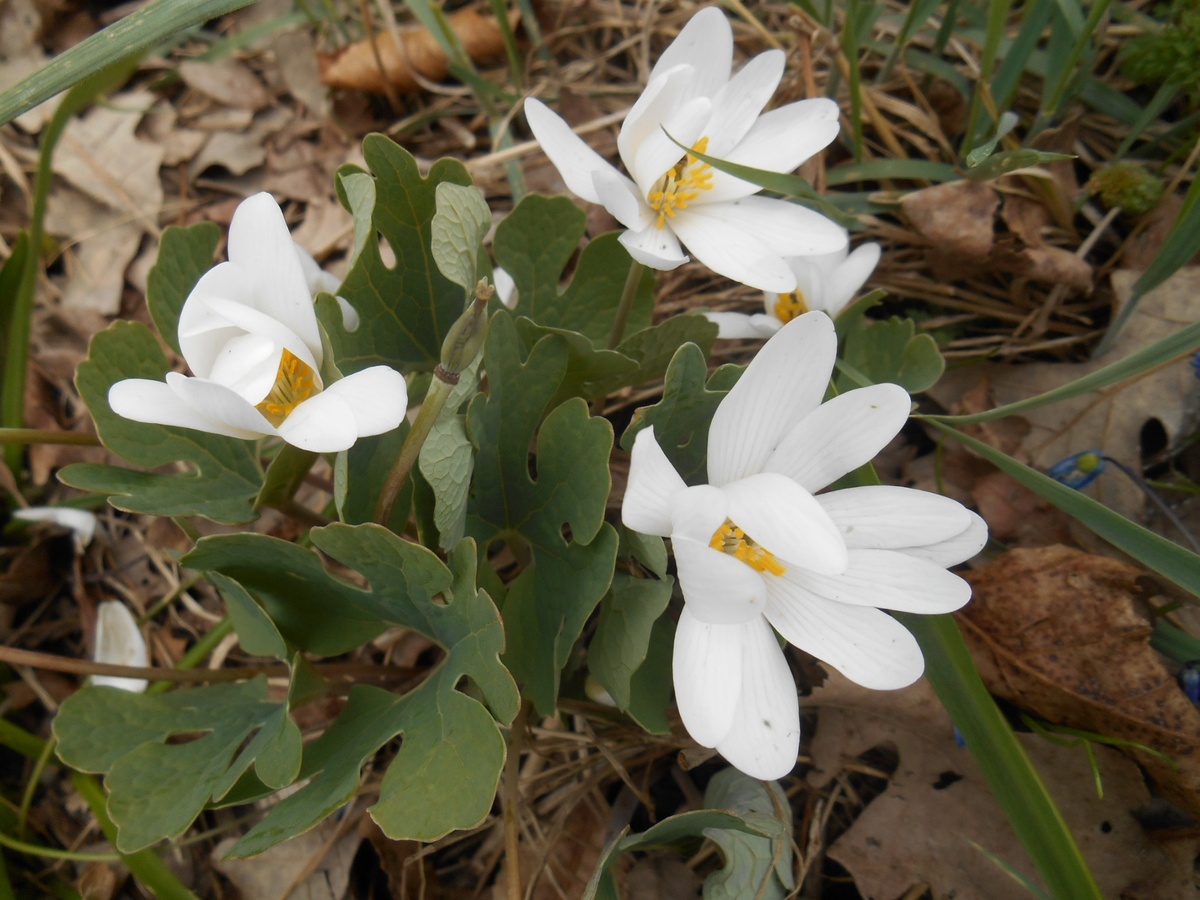 Сангвинария канадская. Фото: heritageflowerfarm.com
