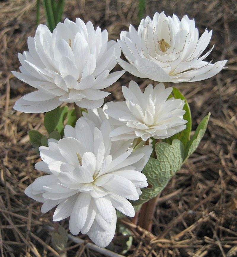 Сангвинария канадская махровая. Фото: glav-dacha.ru