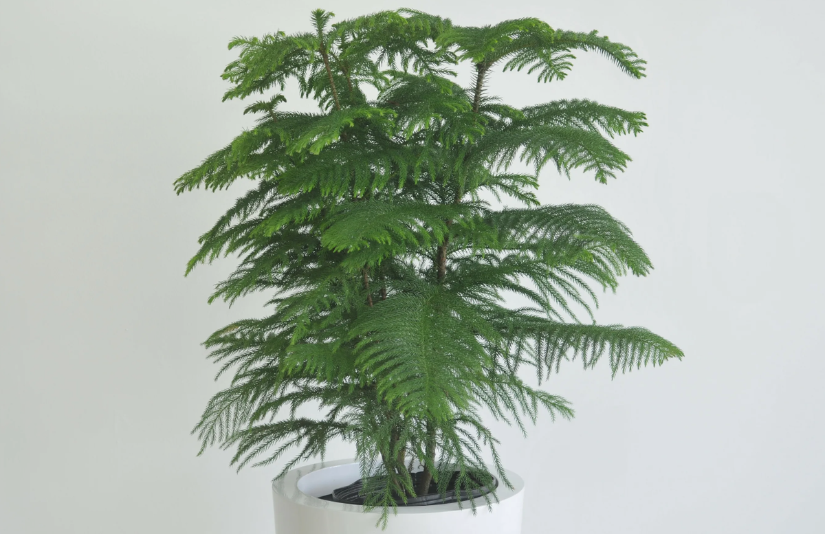 Источник фото: subscribe.ru