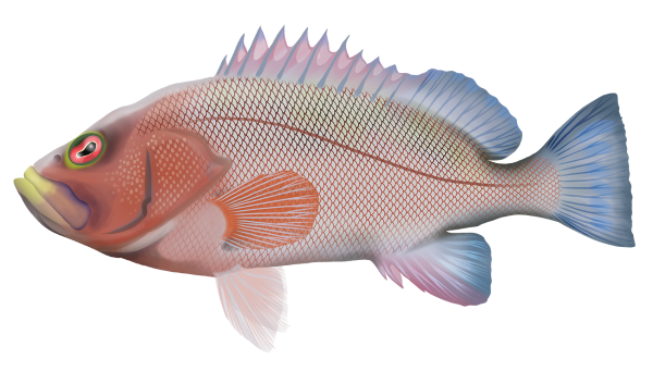 Epinephelides armatus