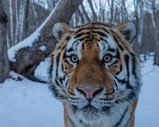 Амурский тигр. Фото: Игорь Метельский, участник конкурса РГО «Самая красивая страна»
