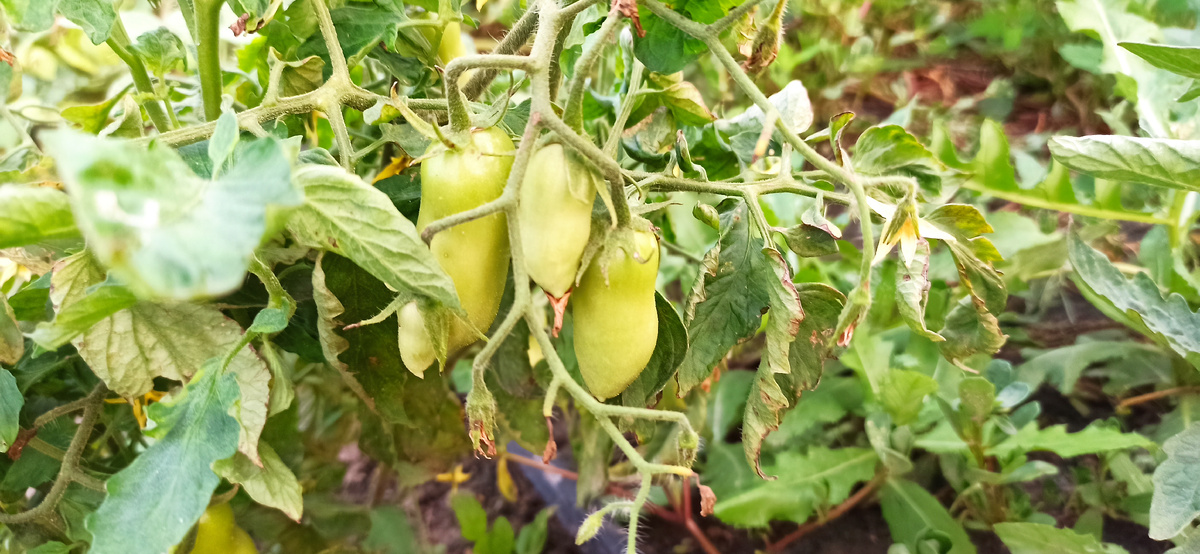 Пальчики от агрофирмы семена Алтая отлично реагировали на такой метод