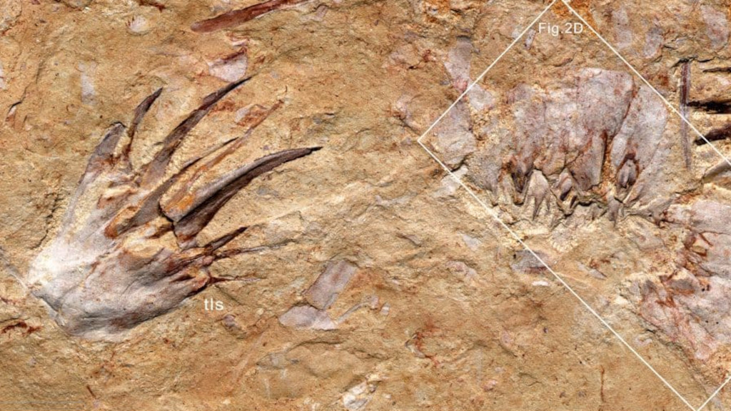 Чаще всего от динокарид находят ротовые придатки.