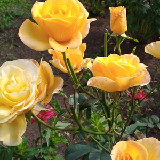 Тебе мои розы .