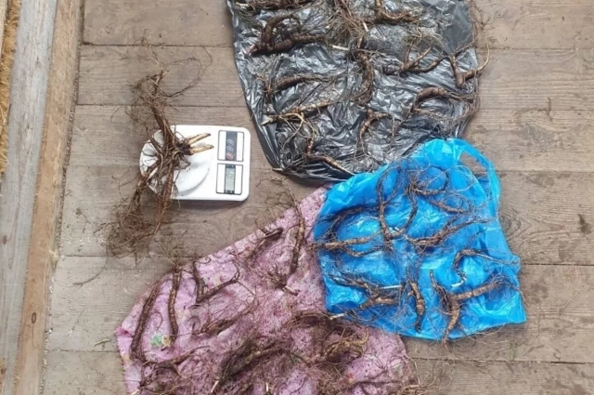    Житель Приморья пытался продать 74 корня женьшеня иностранцу