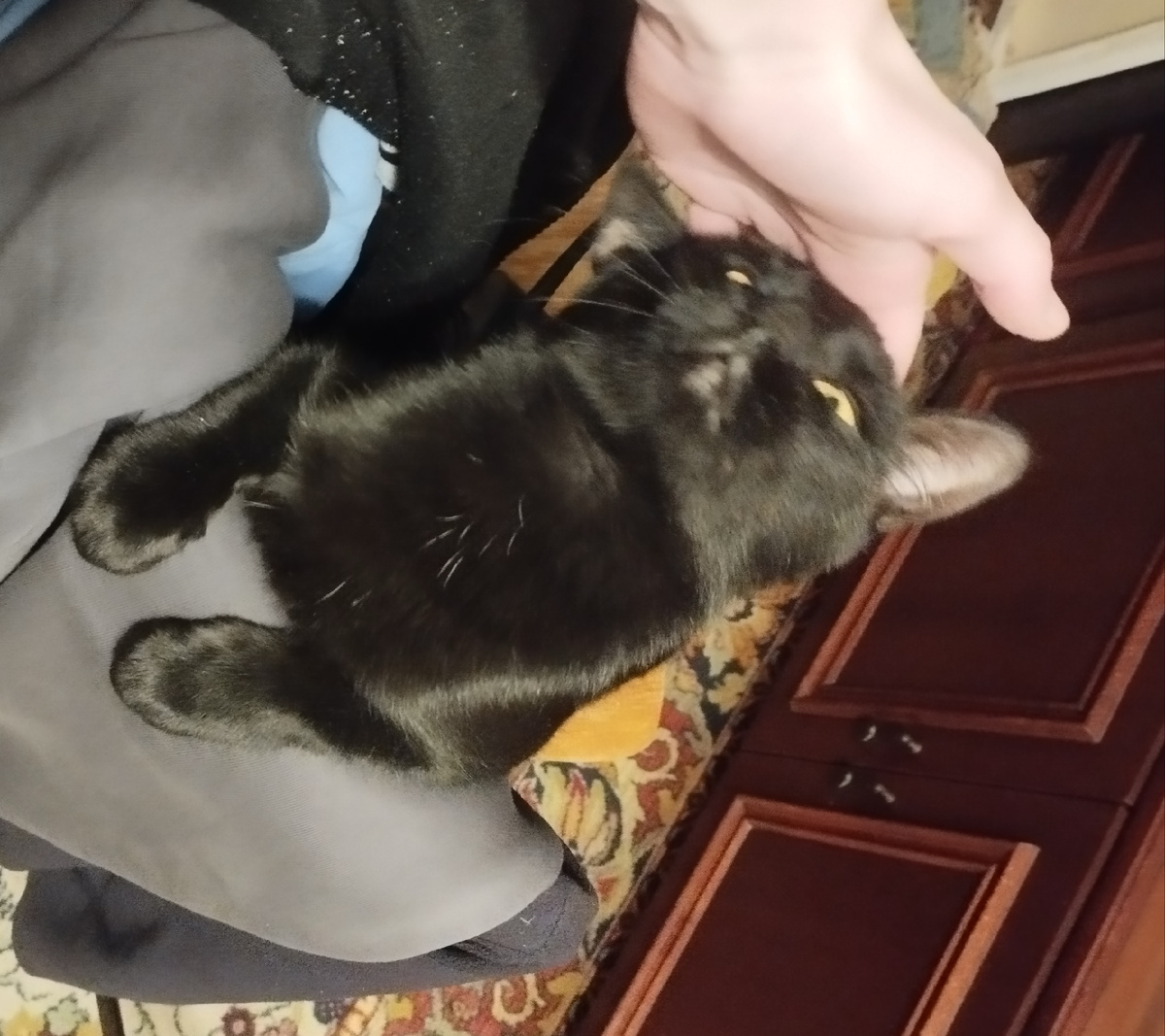 Пришел, чтоб его погладили