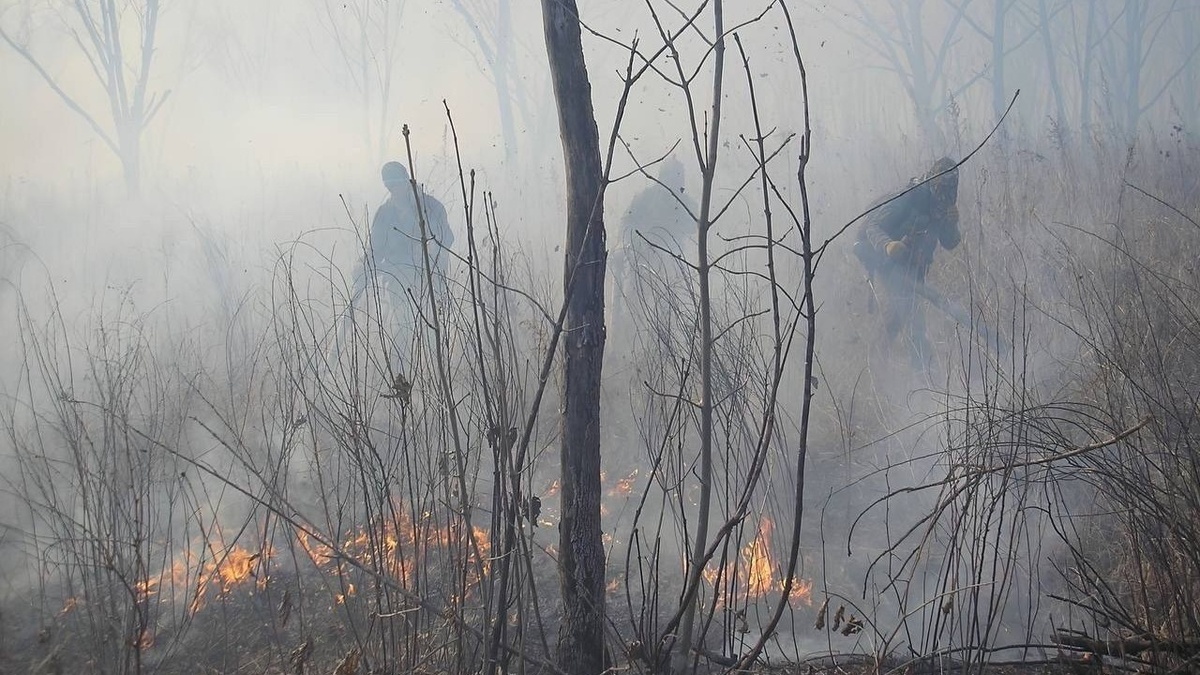     Источник: amurleo_land