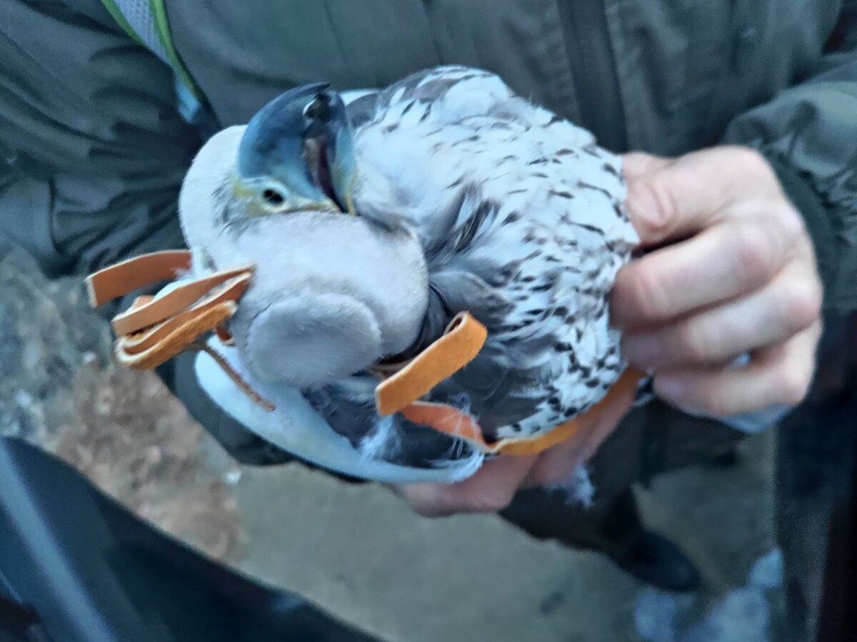    Фото: Пресс-служба Пограничного управления ФСБ России по Забайкальскому краю