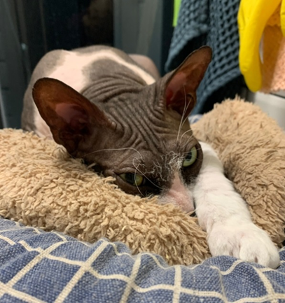 Кот Тимофей порицает безрассудное поведение